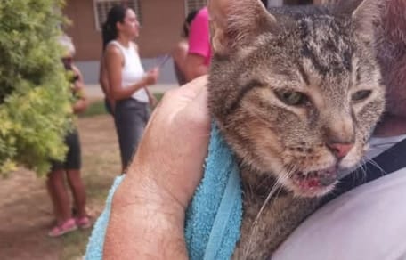 gato-rescatado-escombros-Benetusser