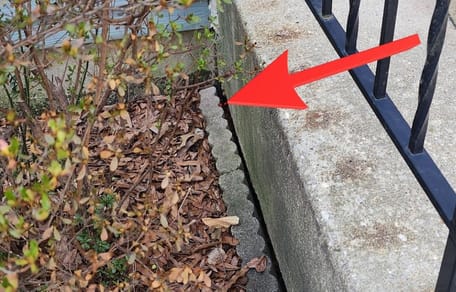 El refugio creía que estaba rescatando a dos gatos callejeros: la situación dio un giro inesperado en cuestión de segundos