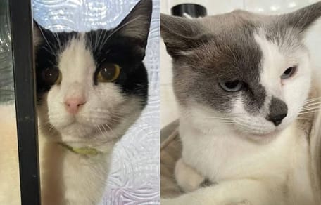 gatos-en-adopcion-hansel-gretel