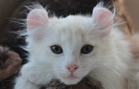 Quando le orecchie si arricciano: alla scoperta dei gatti più originali