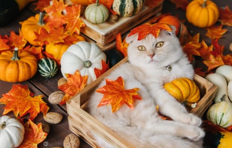 gatti in autunno
