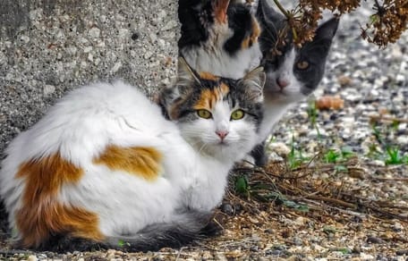 gatti in strada