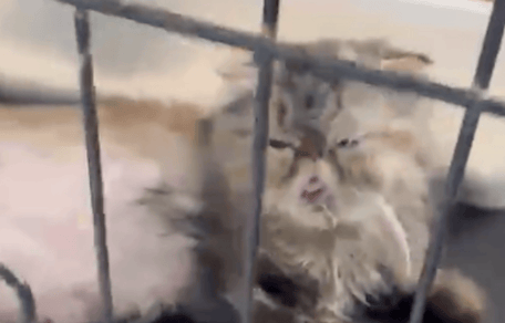 gatti nelle gabbie