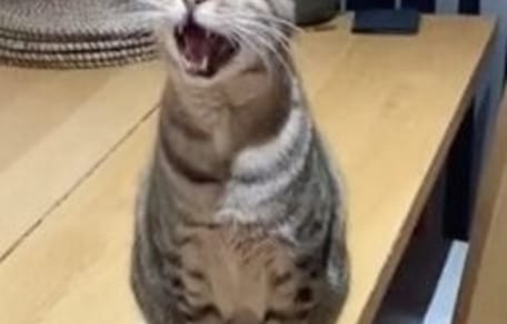 Blinder Kater sitzt miauend auf dem Tisch