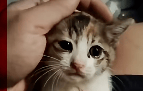 gattino tra le mani