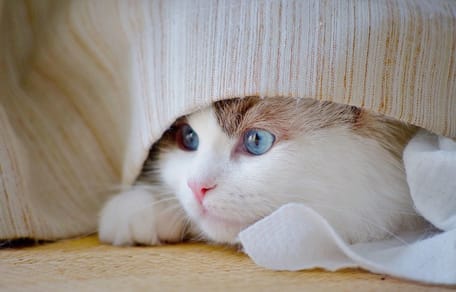 gatto