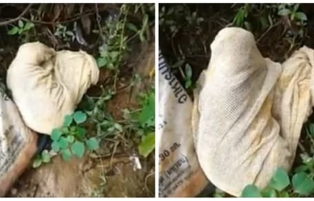 Chat abandonné et enfermé dans un sac