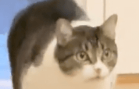 Video. Il “clone” del suo umano entra in casa: la gatta Vivi va in tilt!