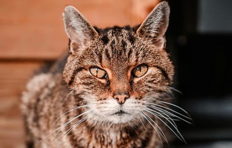 gatto anziano