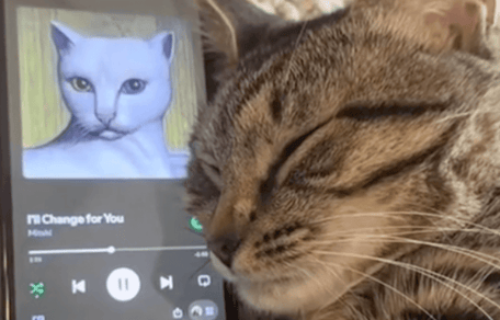 gatto ascolta la musica