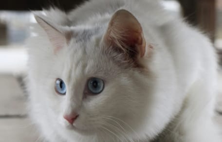 gatto bianco