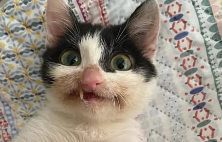 gato blanco y negro deformado