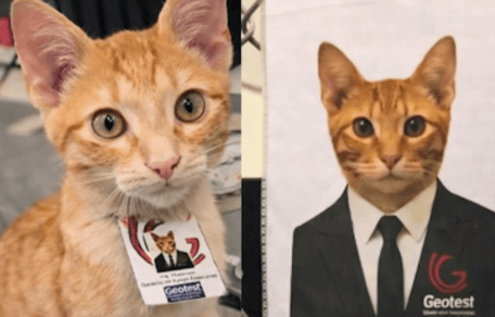 gatto da supporto emotivo