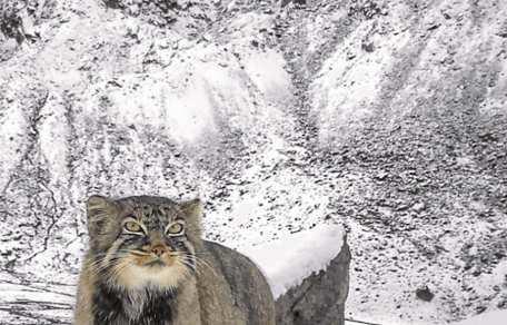 gatto di pallas