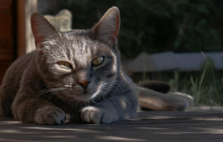 gatto grigio dal dentista