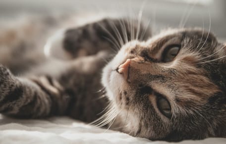 gatto in primo piano