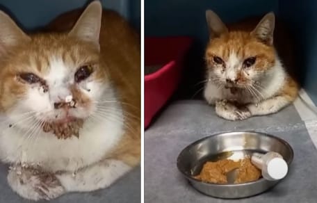 gatto leone ferito al viso da un petardo