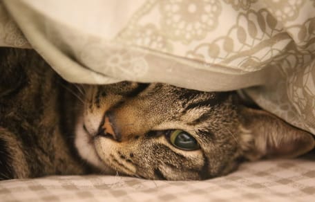 gatto malato