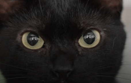 gatto nero