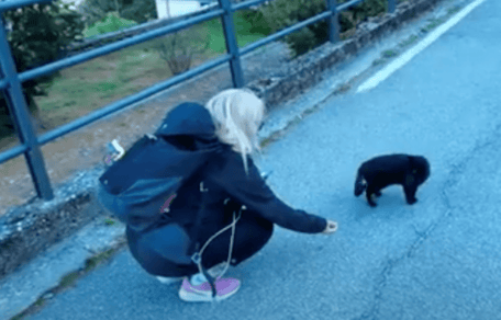 gatto nero per strada