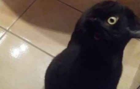 gato negro parece un cuervo