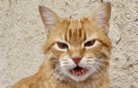 gatto Rossini