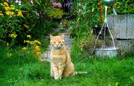 gatto rosso in giardino a settembre