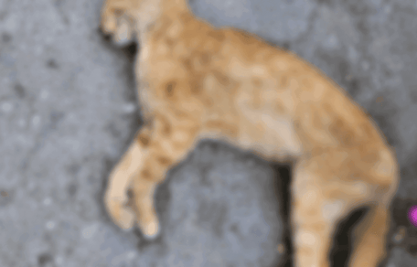 gatto seviziato
