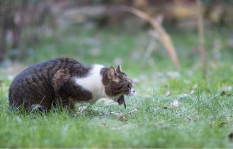 gatto vomita spesso