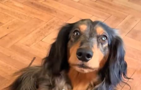 George il cane