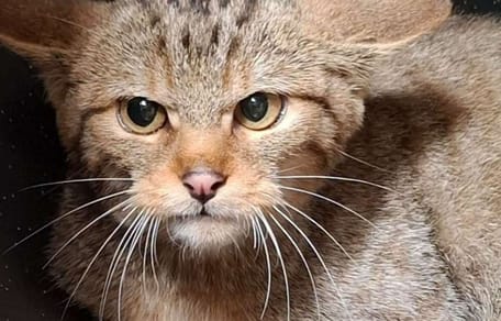 Gerettete Wildkatze