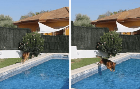 Schäferhund springt in den Pool