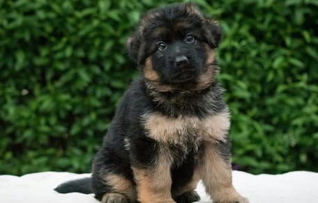 German Shepherd puppy