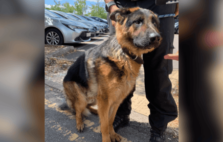 German Shepherd rescued from hot car in Wiltshire