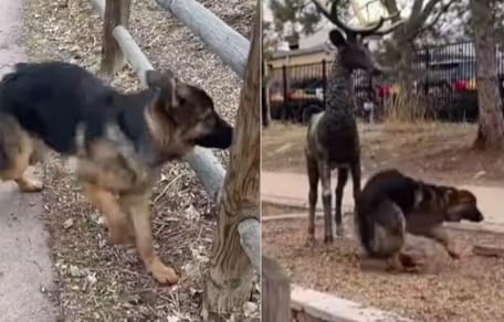 German Shepherd with deer statues