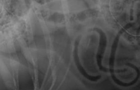 radiografía de pastor alemán