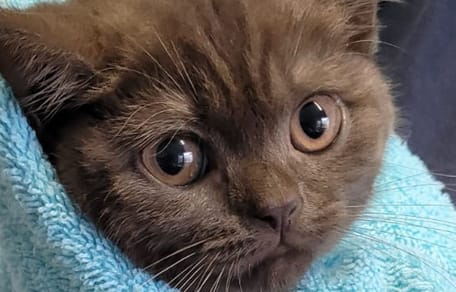 Gesicht einer Babykatze