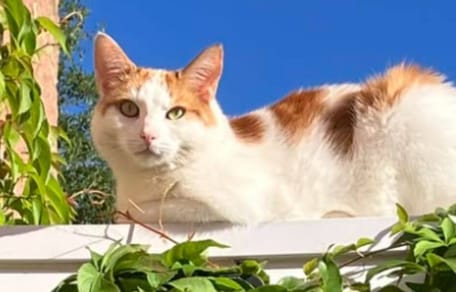 Ginger and white domestic shorthair cat sitting on wall