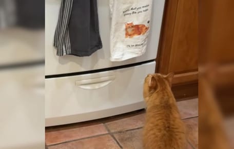 Ginger cat looking at tea towel