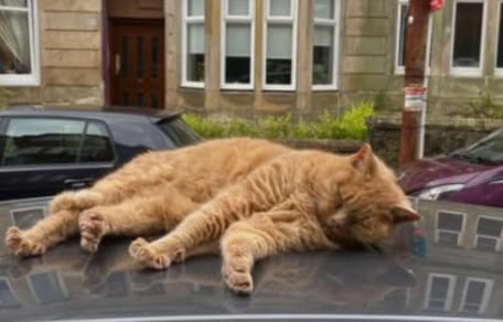 Ginger cat on top of car