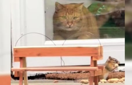 Ginger cat watching chipmunk through window