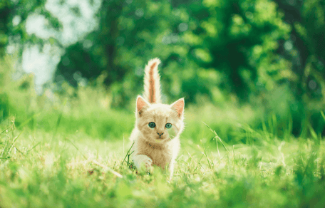 Ginger kitten walking in grass