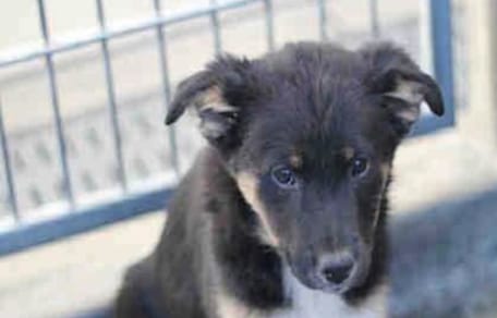 Ginger une chienne à l'adoption