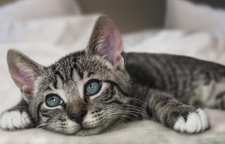 Giornata Internazionale del Gatto