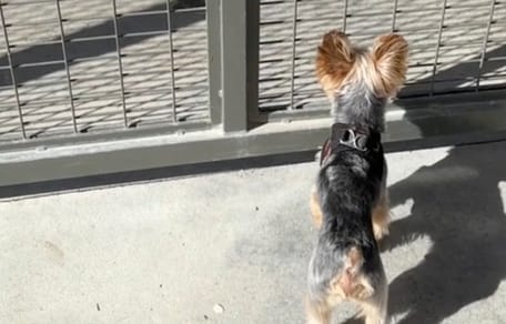 Godzilla le chien