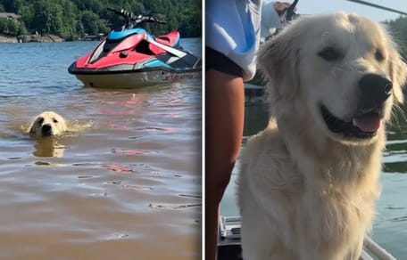 Golden Retriever beleeft vakantie van zijn leven – daarna breekt zijn hart
