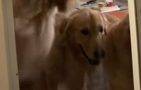 Deux chiens enferment leur famille dehors par « mégarde » : leur réaction est à mourir de rire (vidéo)
