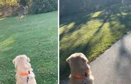 Golden retriever ziet een hert – zijn reactie gaat viral!