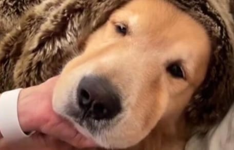 golden retriever avvolto in una coperta