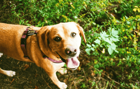 Golden Labrador panting outdoors